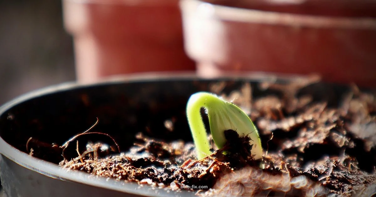 Removing Bulbs Safely - Bulb Fix