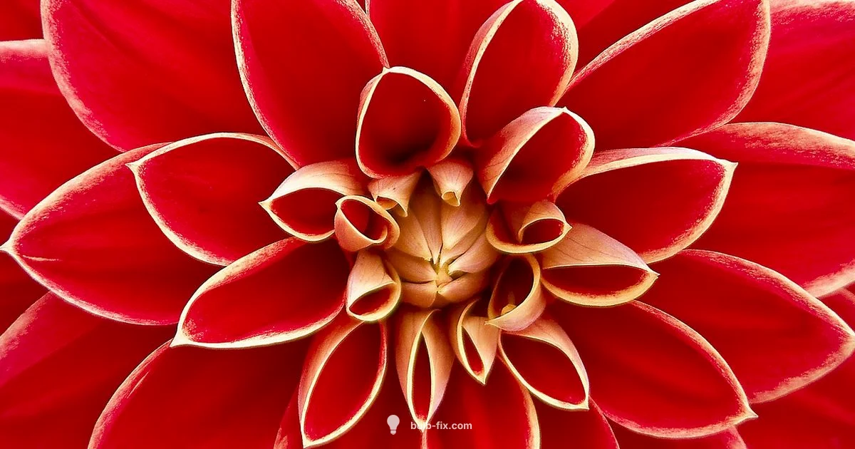 Plant Dahlia Bulbs - Bulb Fix