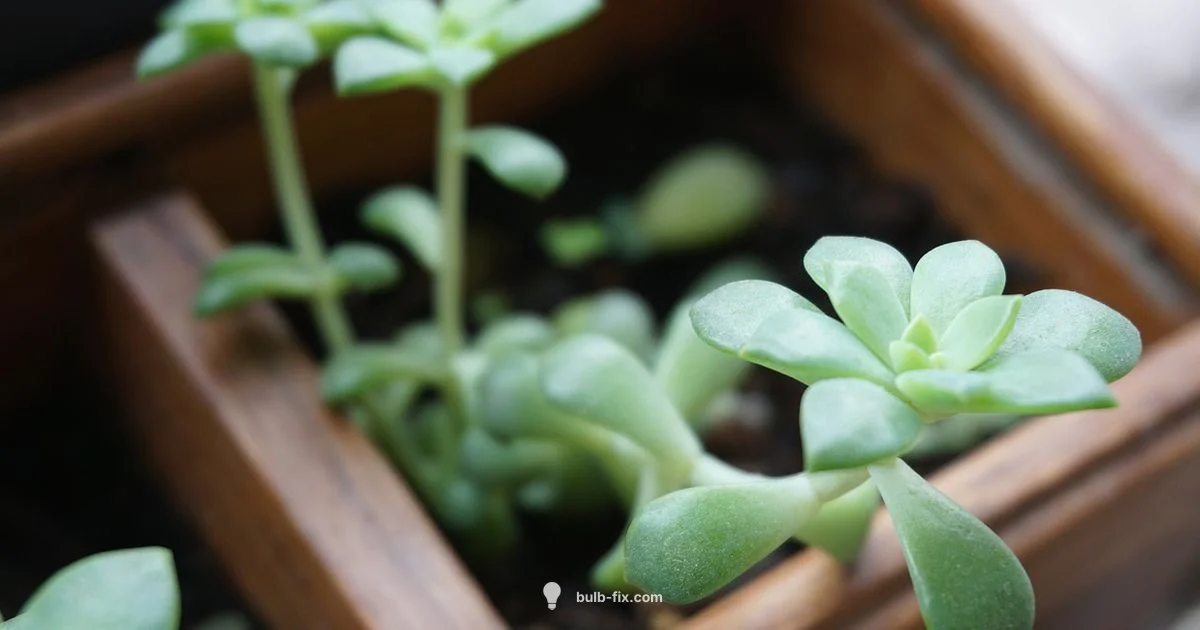 Bulb vs Root - Bulb Fix