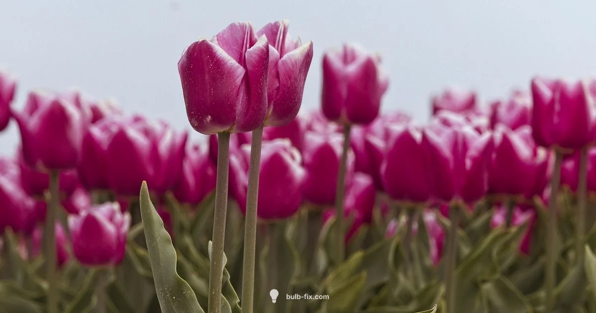 Tulip Bloom Fix - Bulb Fix