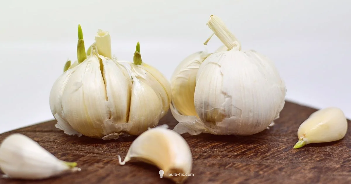 Garlic Bulb Essentials Garlic Bulb Essentials - Bulb Fix
