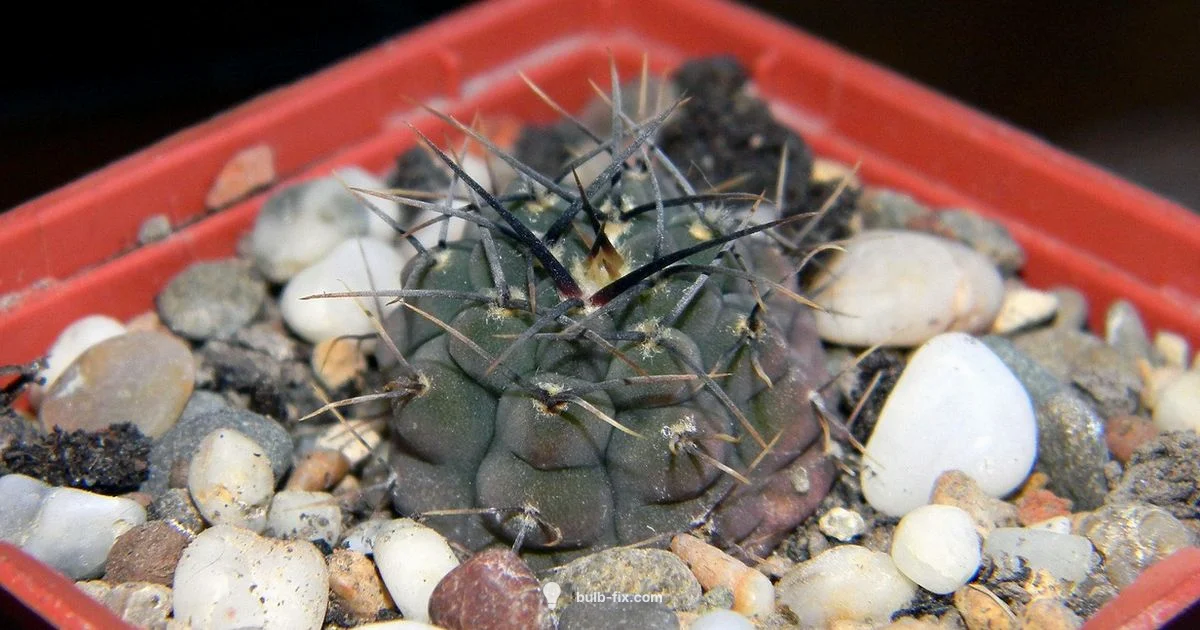 Growing Amaryllis - Bulb Fix