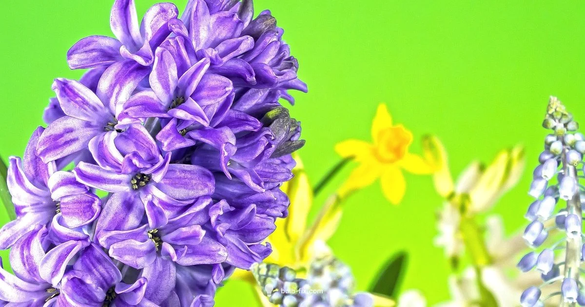 Hyacinth After Bloom Hyacinth After Bloom - Bulb Fix