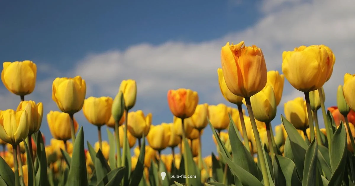 Tulip Pot Planting - Bulb Fix