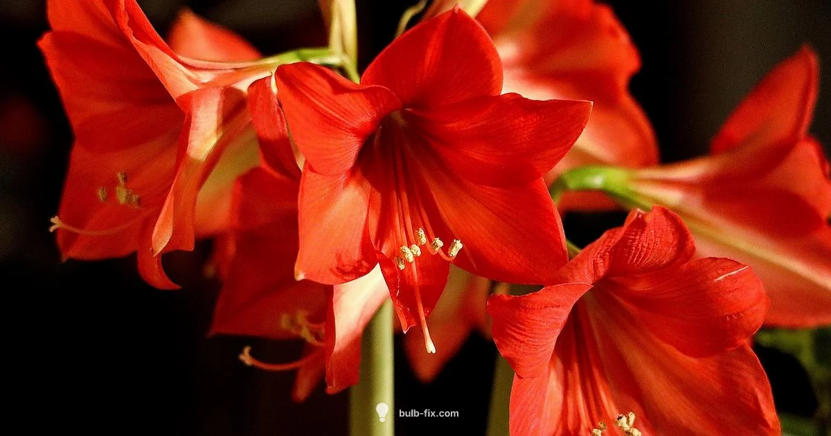 Amaryllis Watering - Bulb Fix