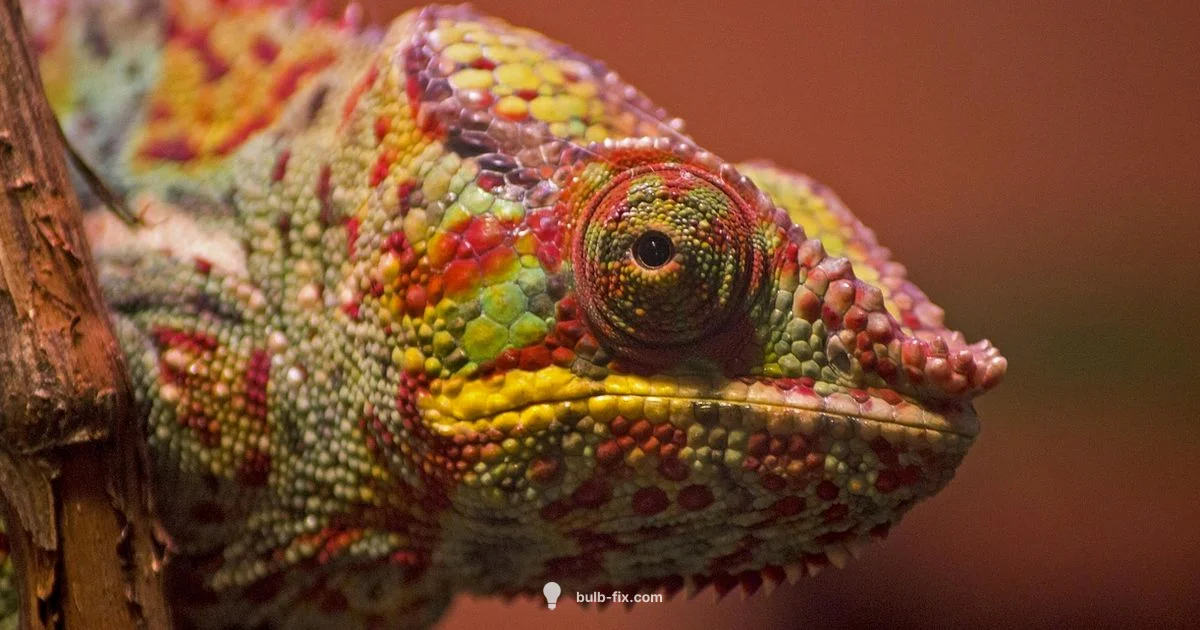 Reptile UVB Basics - Bulb Fix