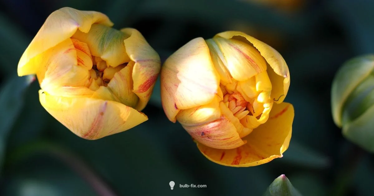 Autumn UK Bulbs - Bulb Fix