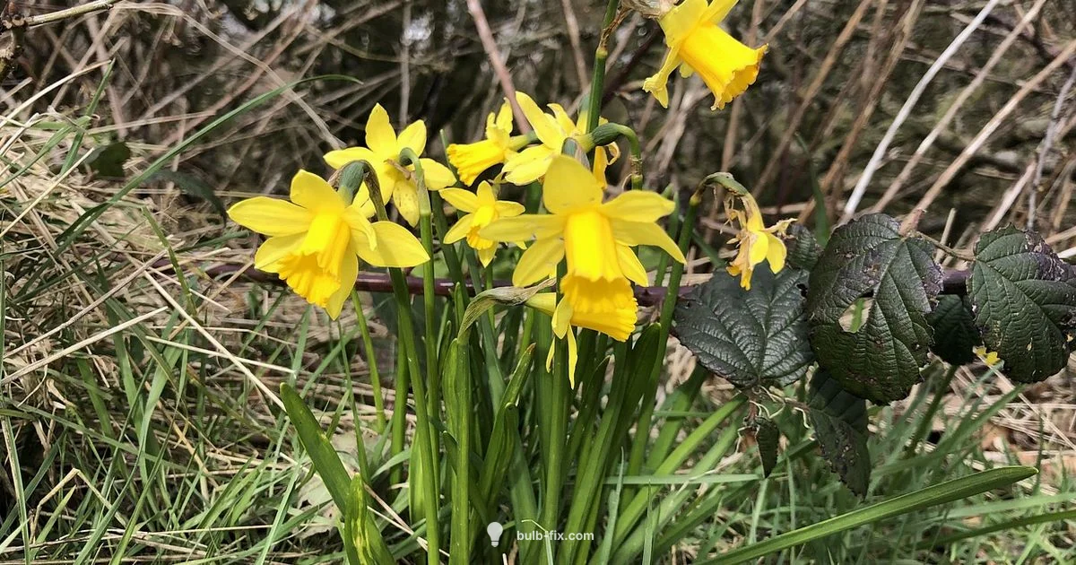 Daffodil Bulb Sale - Bulb Fix