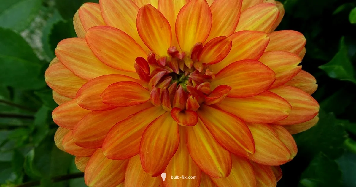 Dahlia Propagation Dahlia Propagation - Bulb Fix