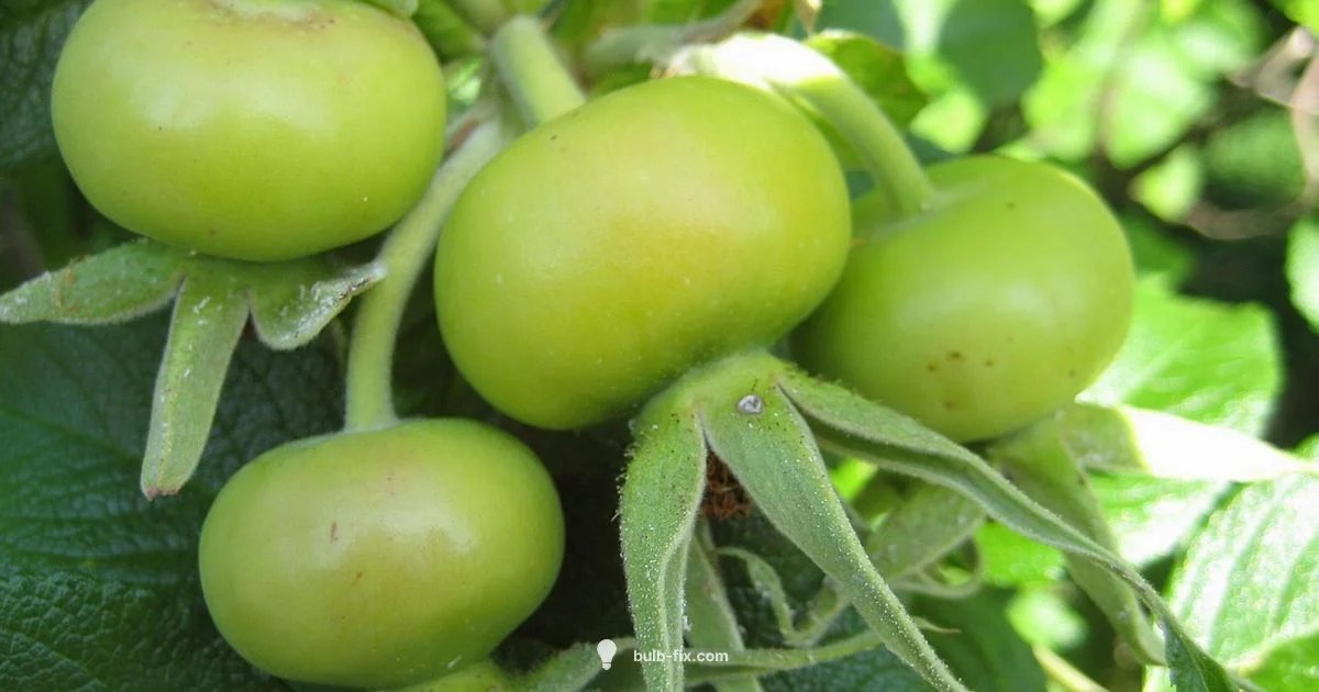 Summer Bulb Planting - Bulb Fix