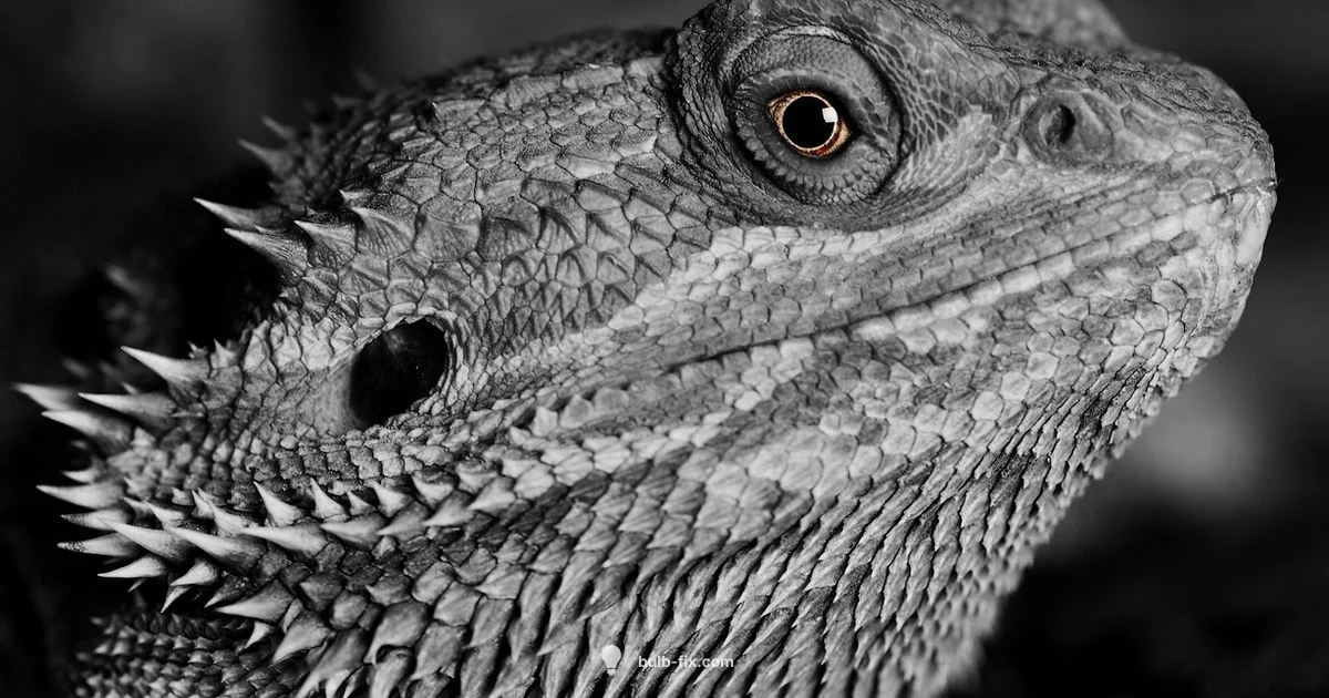 Reptile UV Bulbs - Bulb Fix