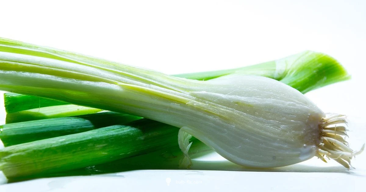 Bulb of Green Onion - Bulb Fix