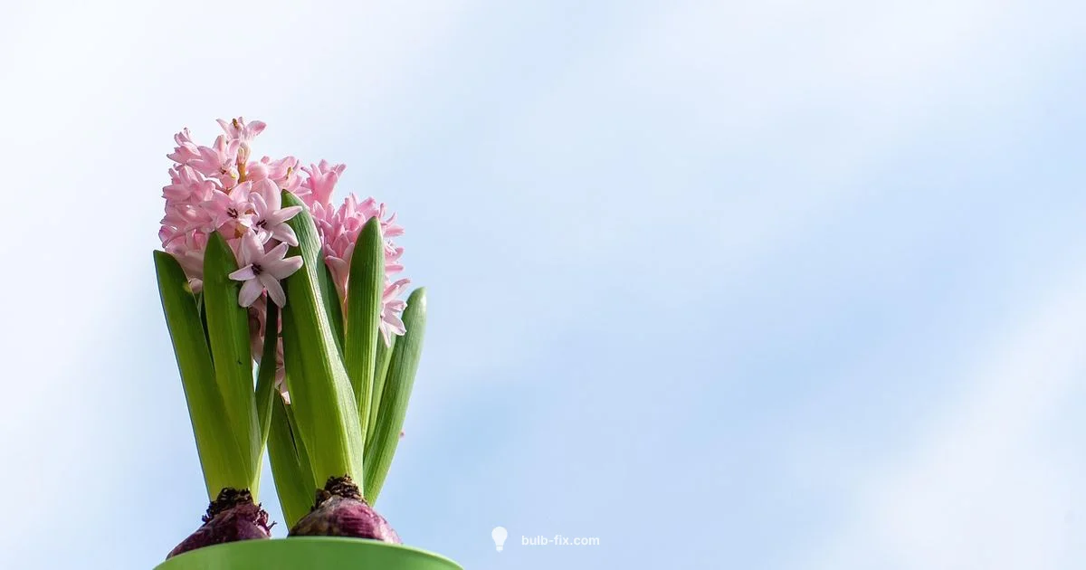 Hyacinth Bulb Guide Hyacinth Bulb Guide - Bulb Fix