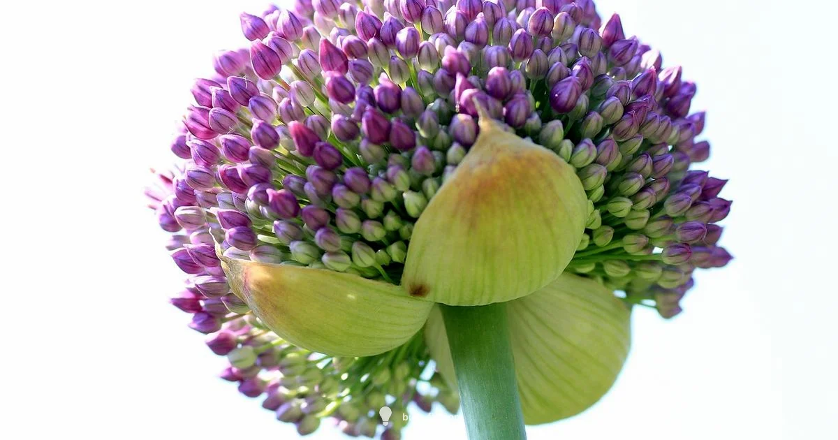 Colorful Bulb Beds - Bulb Fix