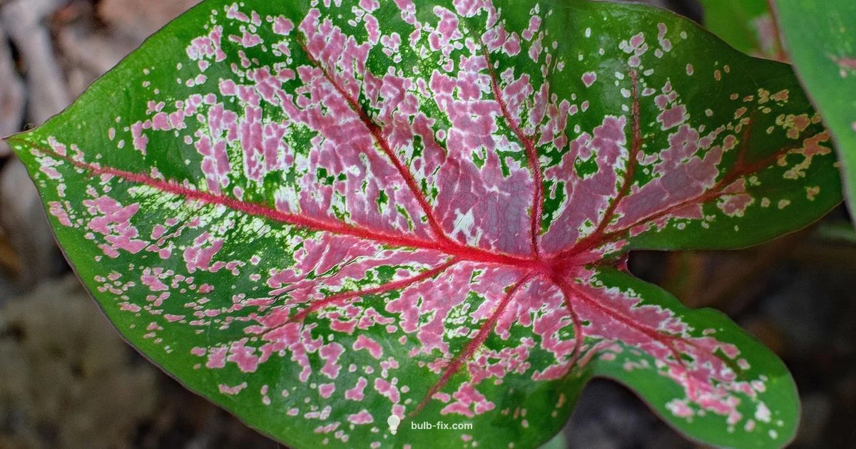 January Bulb Guide January Bulb Guide - Bulb Fix