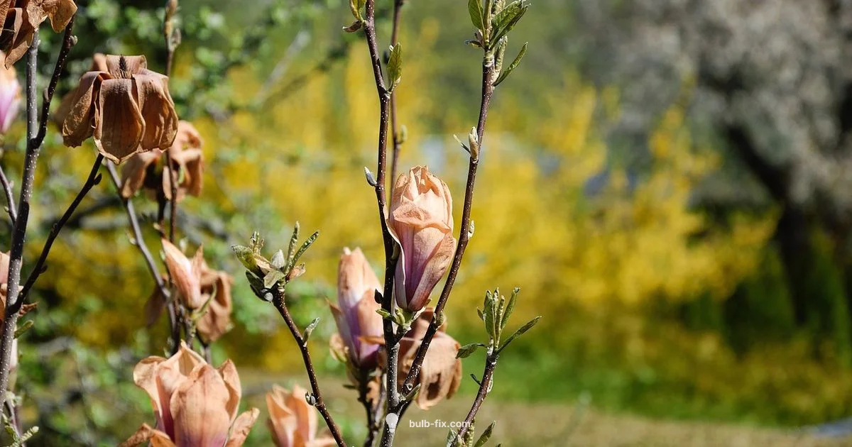 Tulip Frost Guide - Bulb Fix