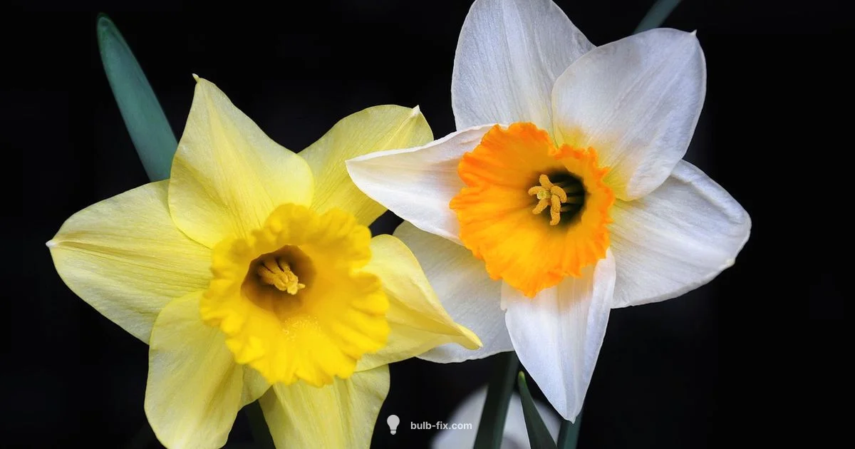 Daffodil Bulbs - Bulb Fix