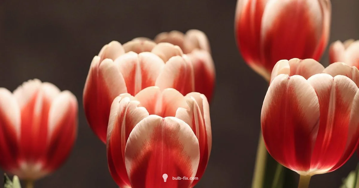 Tulip Bulb Care - Bulb Fix