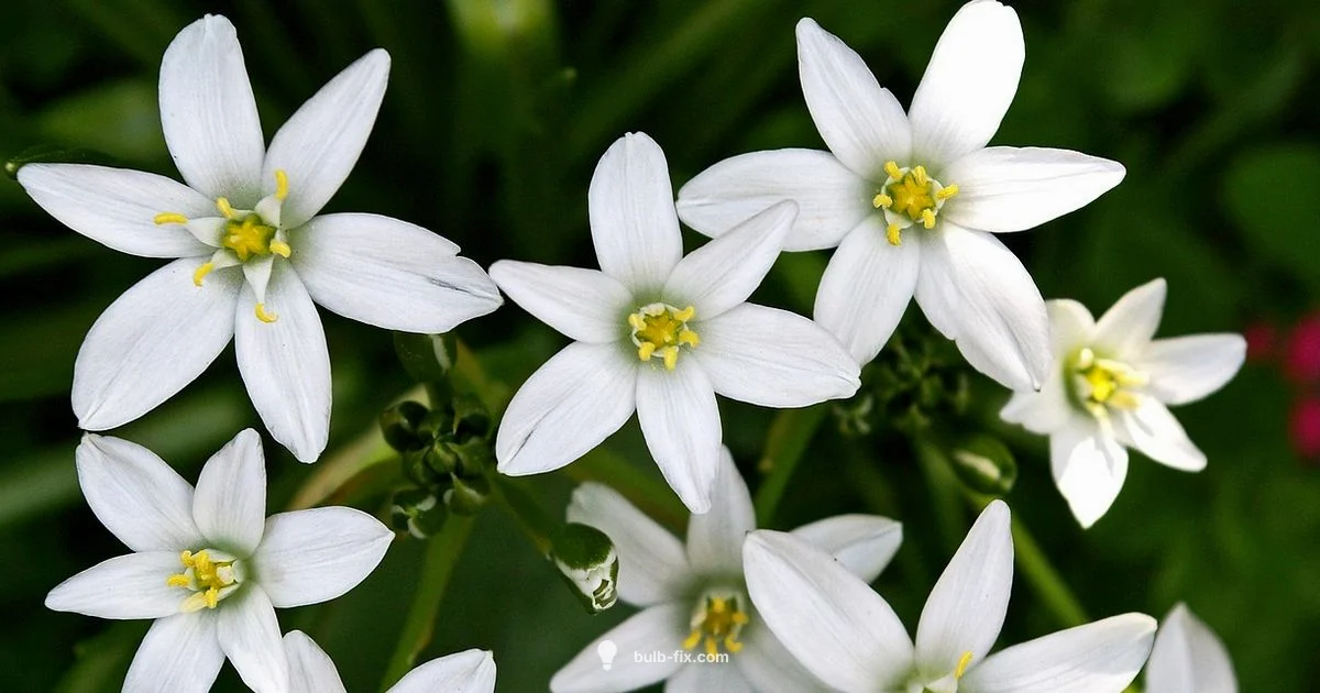 Bulb Flower Guide - Bulb Fix