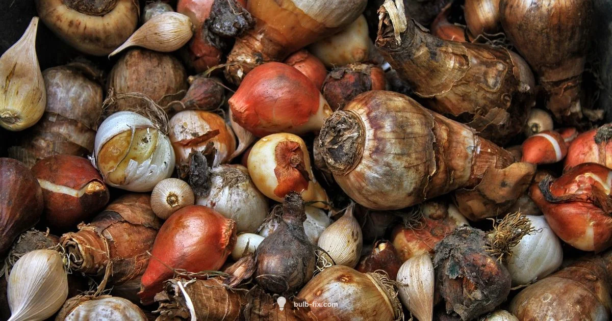 Spring Bulb Planting - Bulb Fix