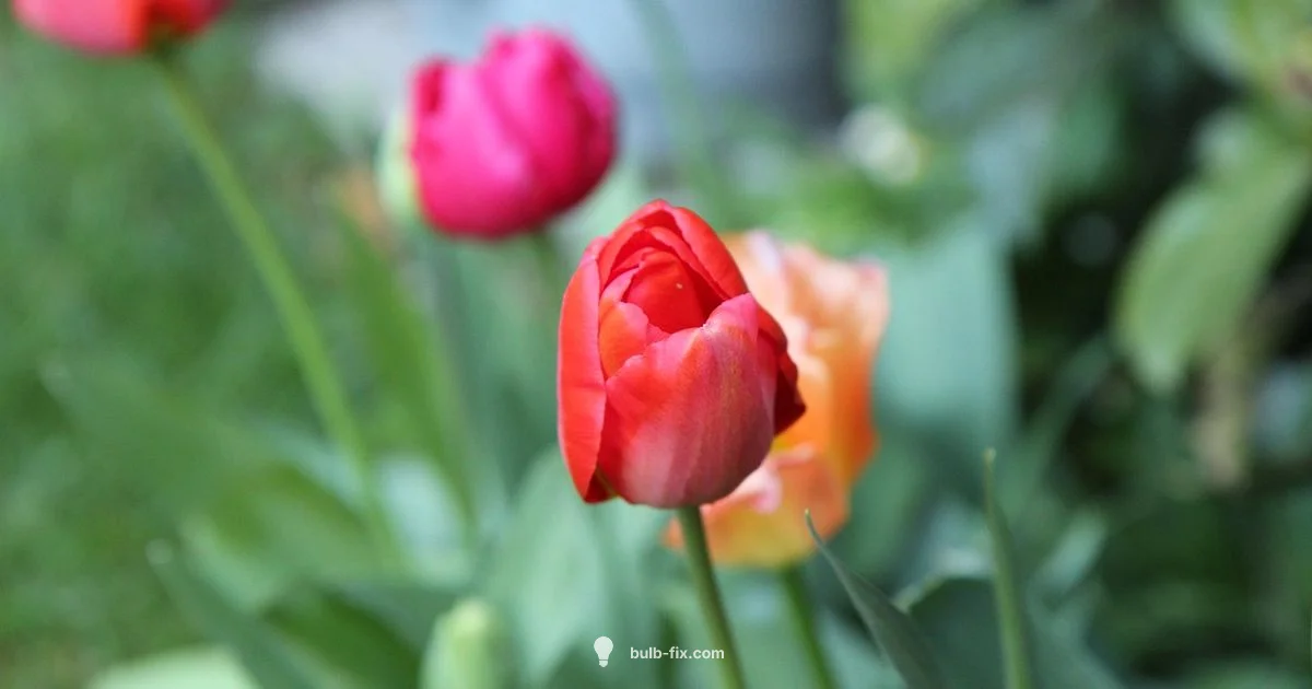 Lifting Tulip Bulbs - Bulb Fix