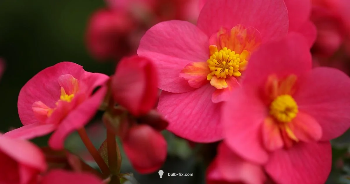 Bulb Plant Types - Bulb Fix