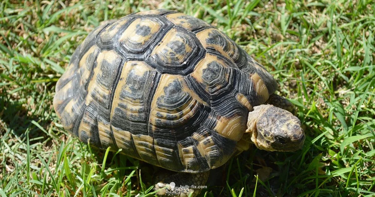 Bulbasaur vs Turtle Bulbasaur vs Turtle - Bulb Fix