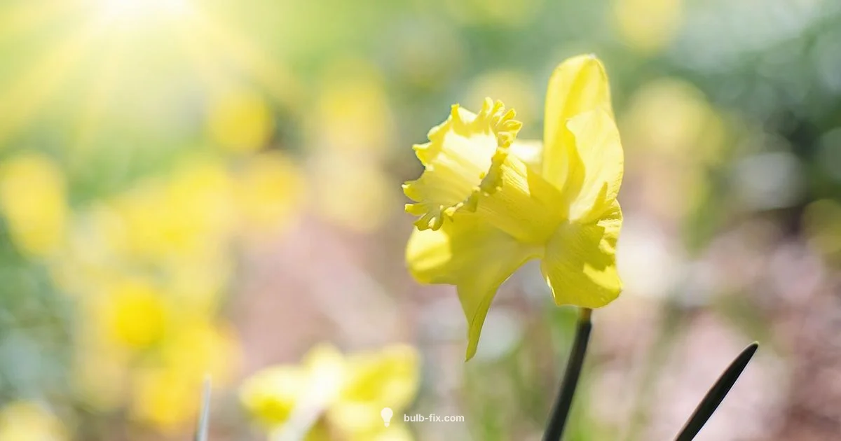 Autumn Planting Guide - Bulb Fix