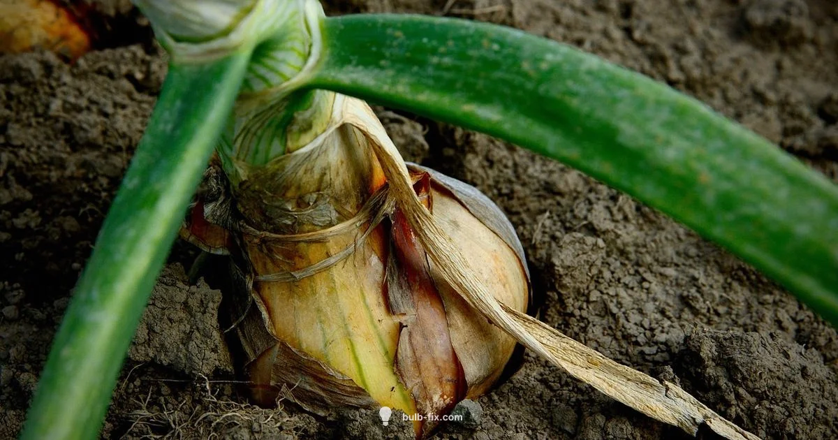 Onion Sprout Guide Onion Sprout Guide - Bulb Fix