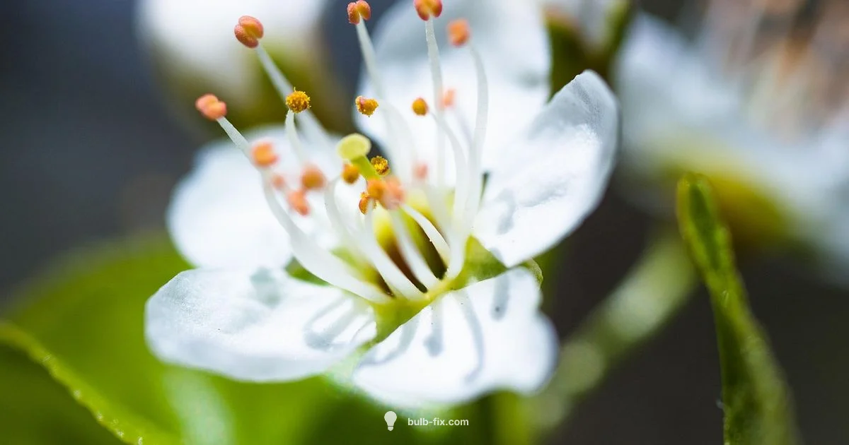 Bulb Care After Flowering - Bulb Fix