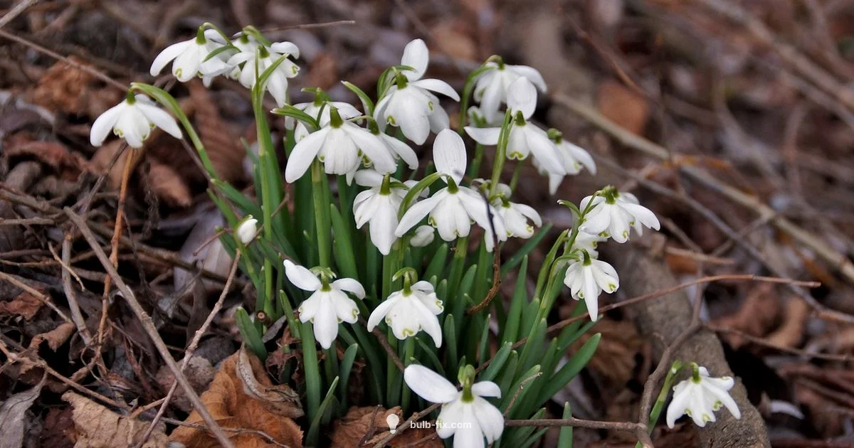 Transplanting Bulbs Guide - Bulb Fix