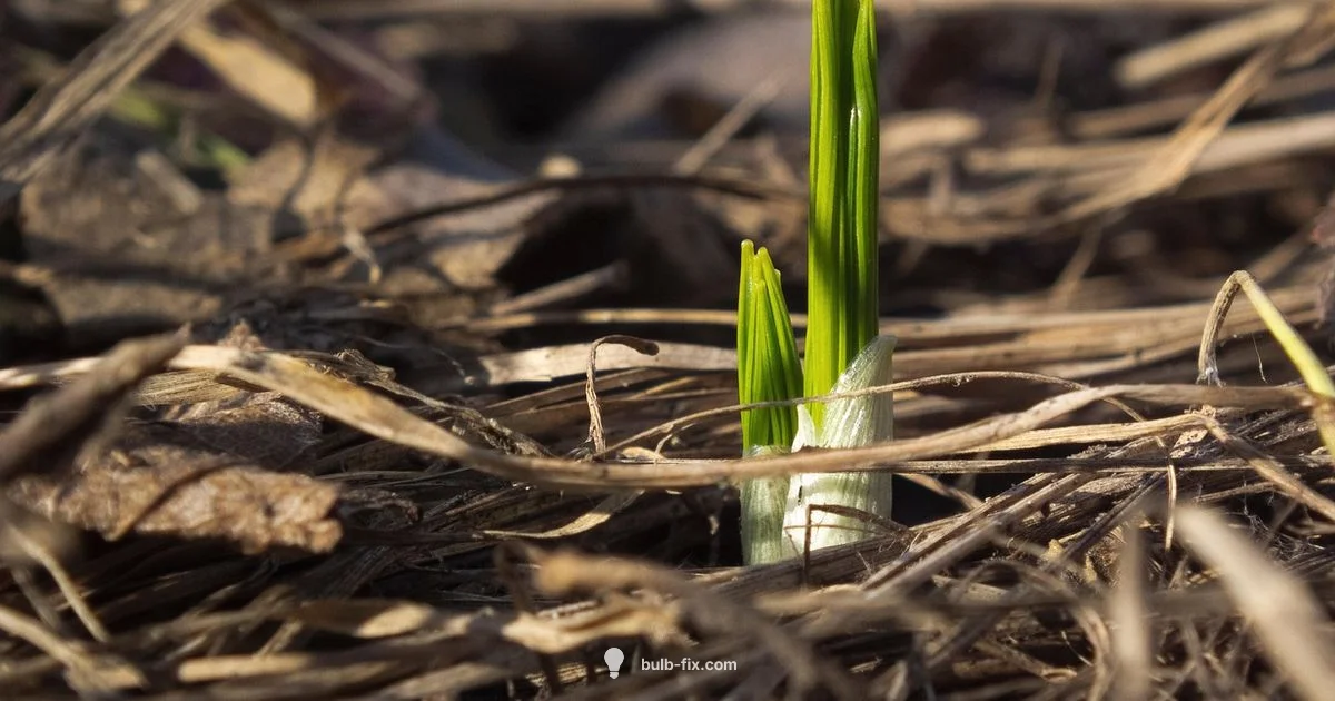 Spring Hyacinth Planting - Bulb Fix