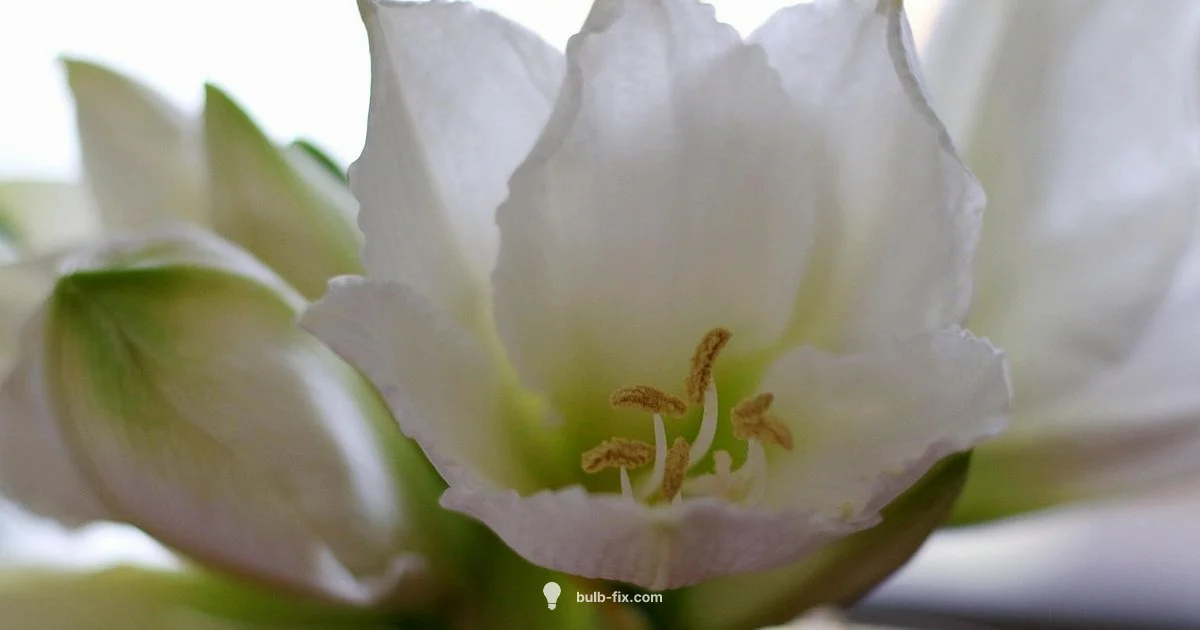 Amaryllis After Flowering - Bulb Fix