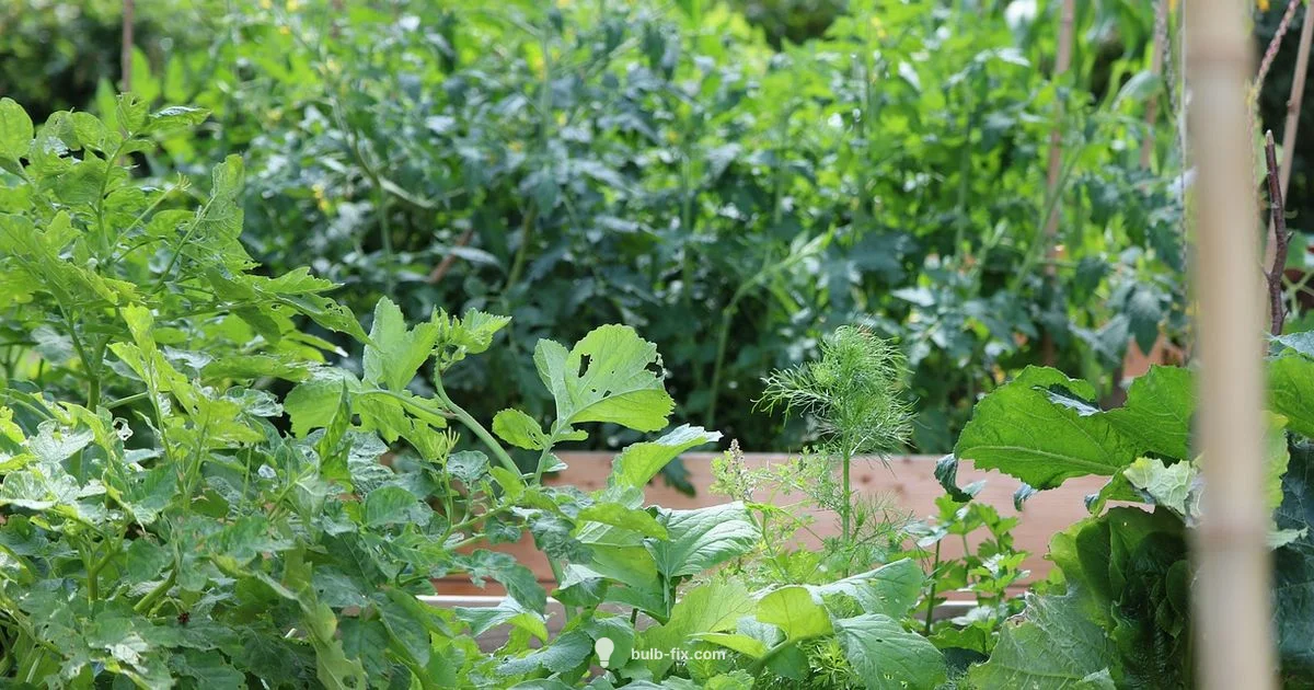 Bulb vs Rhizome - Bulb Fix