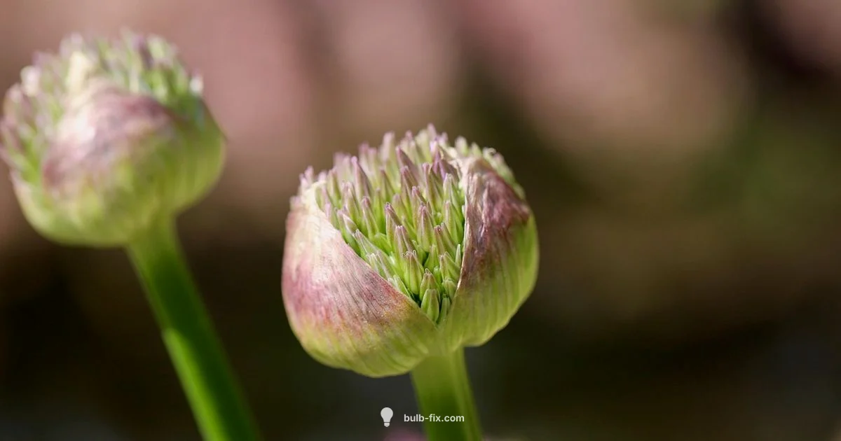 Light bulb Plant - Bulb Fix