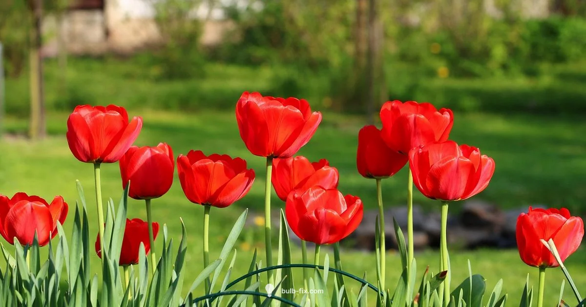 Bulbs vs Seeds Bulbs vs Seeds - Bulb Fix