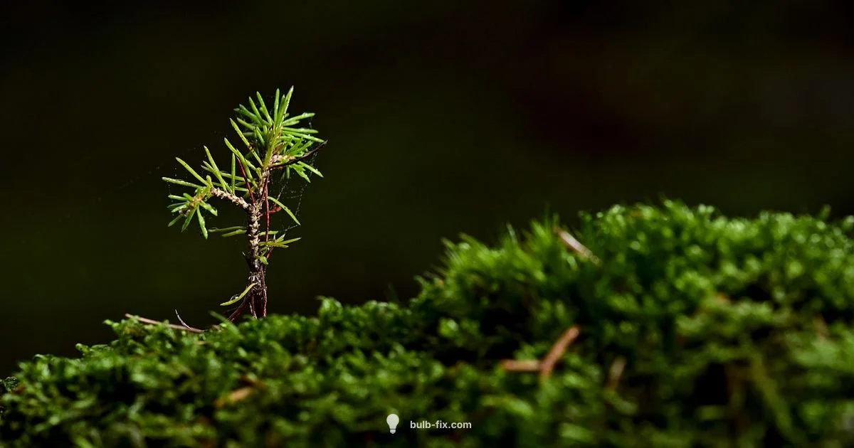 Indoor Plant Lighting - Bulb Fix
