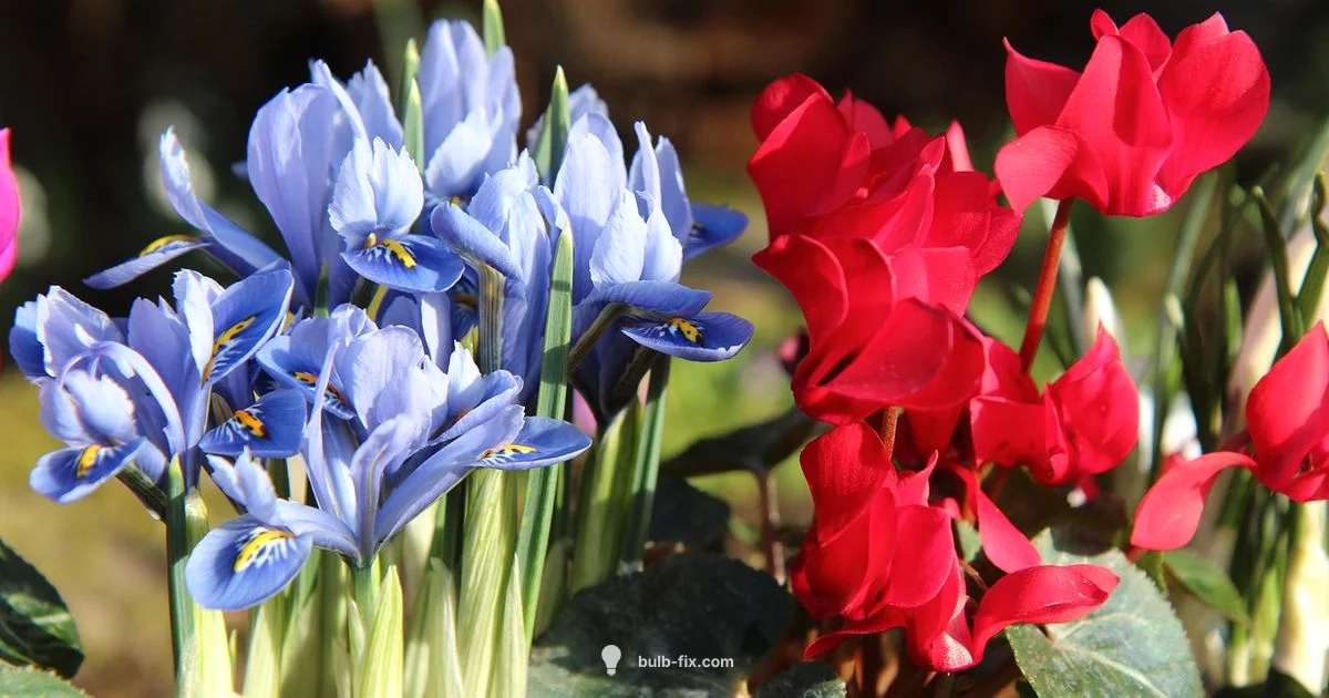 Iris Plant Bulb Basics - Bulb Fix