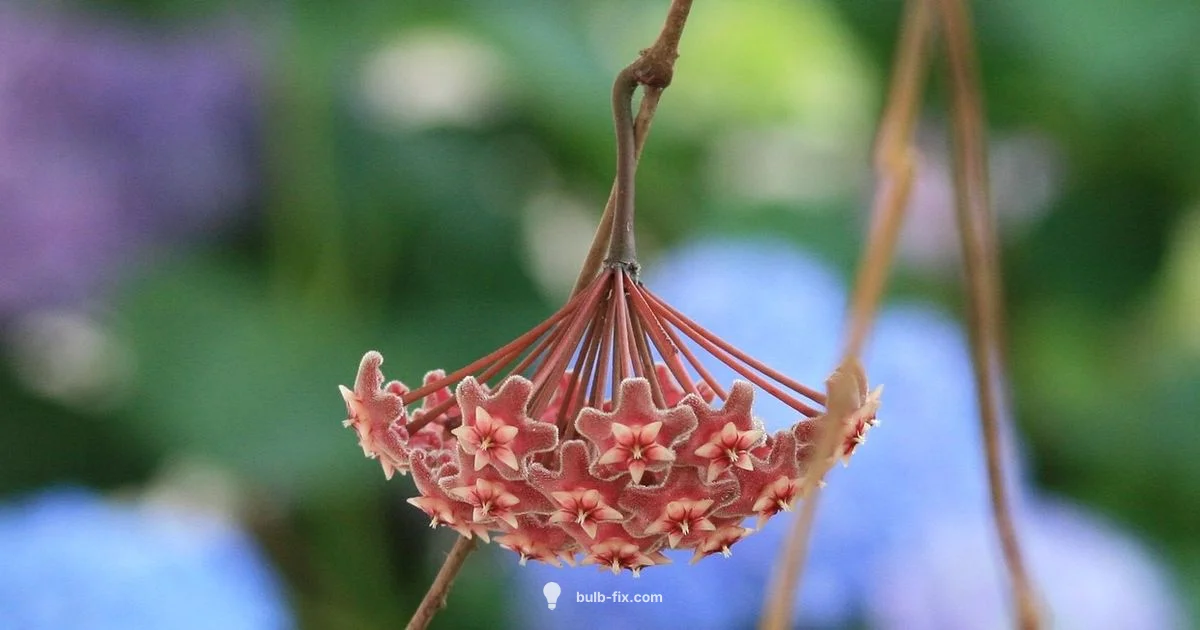 Wax Bulb Amaryllis - Bulb Fix