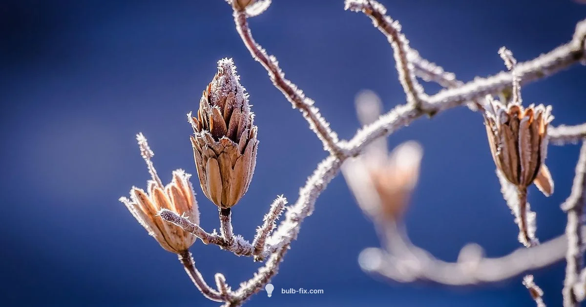Frost-Proof Bulbs - Bulb Fix