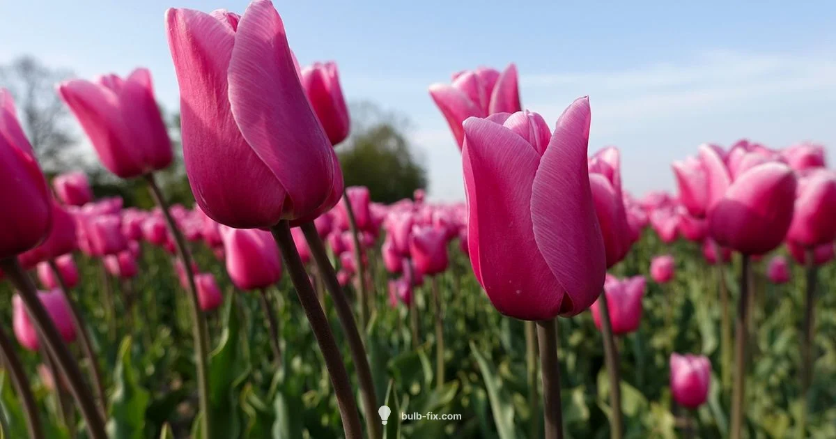 Bulb Propagation - Bulb Fix