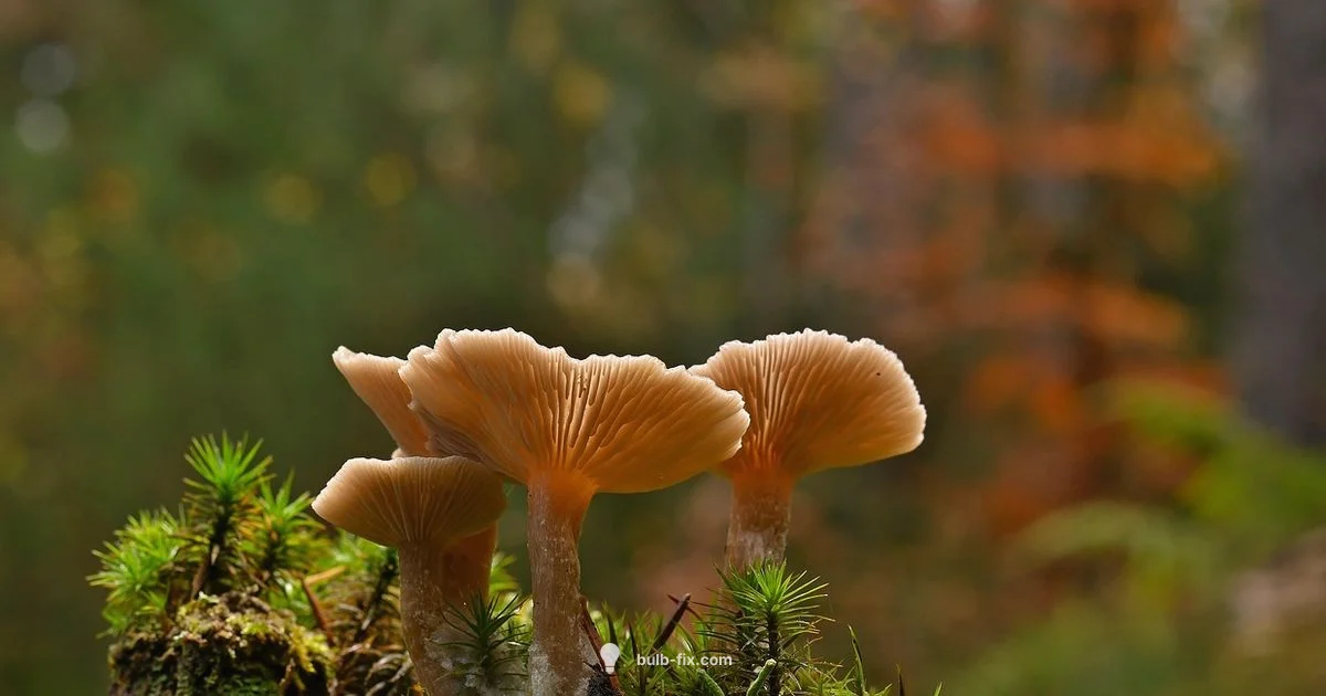 Mushroom Floor Lamp Guide - Bulb Fix