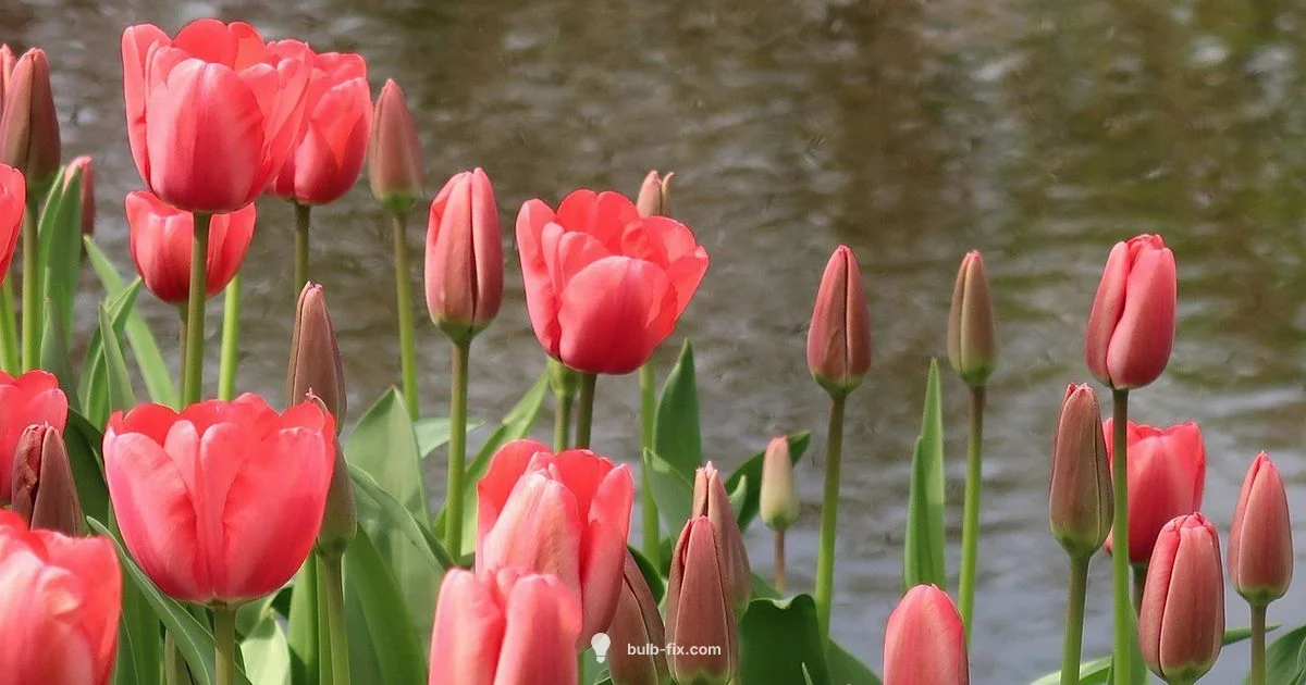 Summer Bulb Planting - Bulb Fix