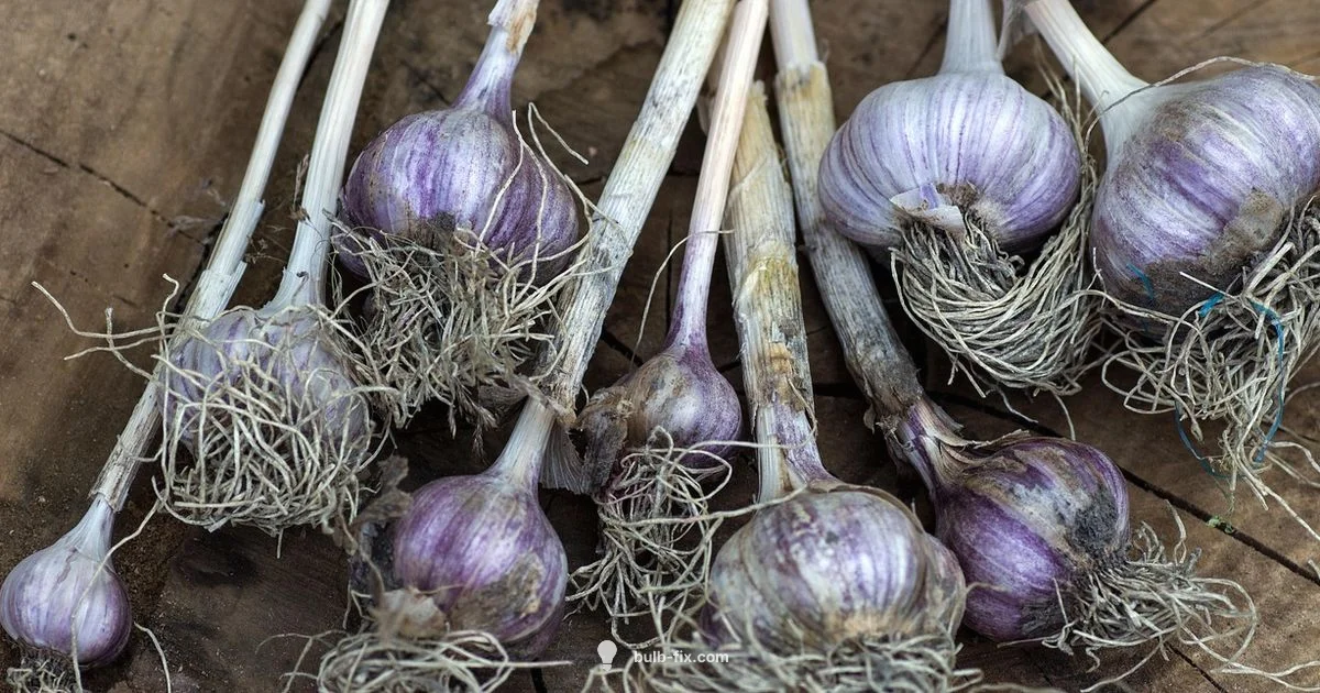 Garlic Bulbs Garlic Bulbs - Bulb Fix