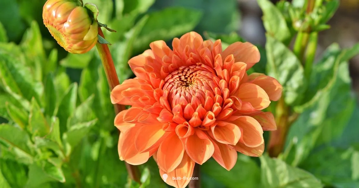 Bulb Flowers Guide - Bulb Fix