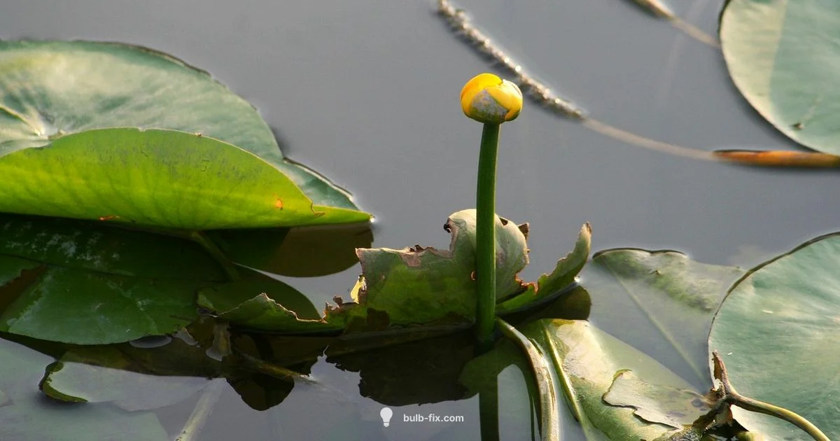 Plantera Bulb Guide - Bulb Fix