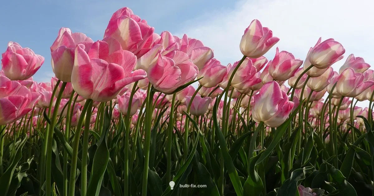 Bulbs Origins Overview Bulbs Origins Overview - Bulb Fix