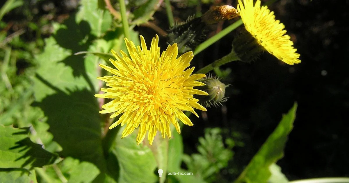 Bulb Weed Removal Bulb Weed Removal - Bulb Fix