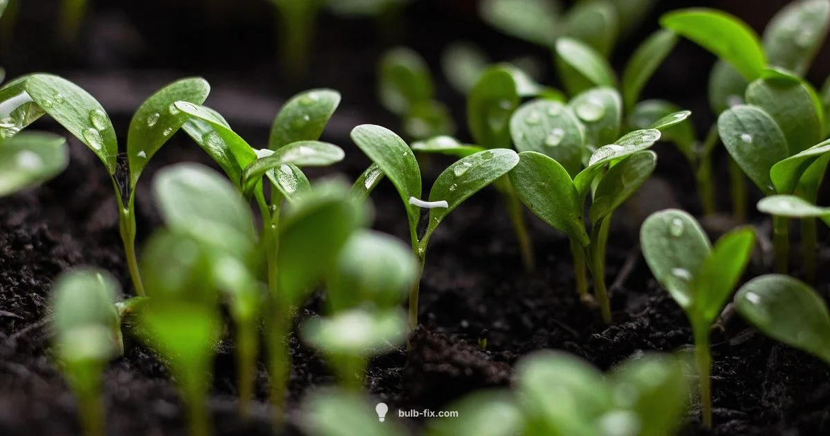 Dig, Cure, Store Bulbs Dig, Cure, Store Bulbs - Bulb Fix