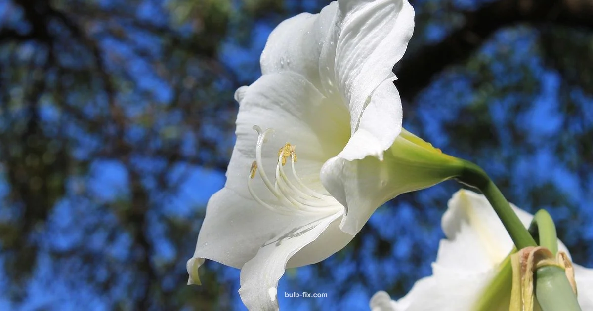 Amaryllis Planting Guide - Bulb Fix